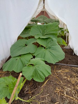 7. Высадка в грунт. Тыква Атлантический Гигант. 2023 г