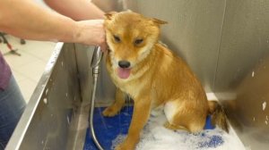 Сиба-ину - уход, содержание, груминг. Руководство пользователя.