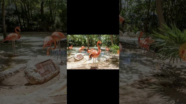 МЕКСИКА, КАКОЙ ЕЁ ЗНАЮТ! смотреть онлайн