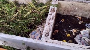 Огород  и черви в октябре .mp4