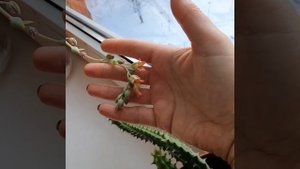 Цветение эхеверии на новый год.