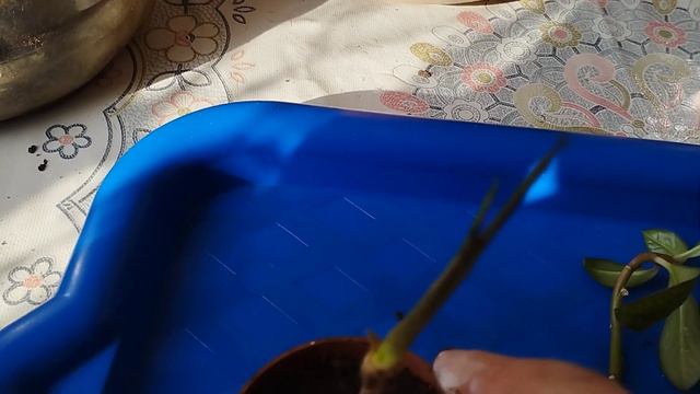 Драцена және сенадениум отросткаларын отырғызу.#өсімдік #гулдер #өсіру #тез #оңай Гүлдер әлемі 🌺 смотреть онлайн