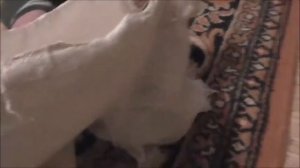 VLOG/ ГИПС В РОССИИ\ ГИПС СЛОМАЛСЯ ЧТО ДЕЛАТЬ? КУПИЛИ ЭКО ГИПС.