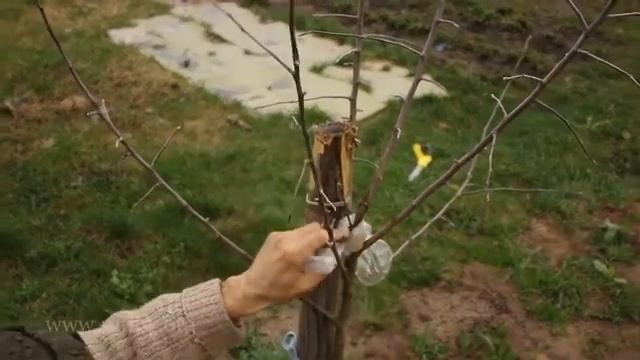 Яблоня: формируем саженцы дерева с нуля || Ландшафтный Дизайн © смотреть онлайн