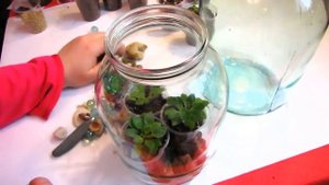 ФИАЛКИ в 2 литровых банках  ФЛОРАРИУМ своими руками из подручных материалов