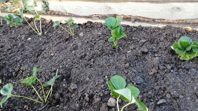 Сорт клубники Сирия. смотреть онлайн