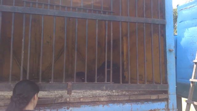 Зерноград. ЗООПАРК №3/3 - Осёл. Олень. Медведи. Сип. смотреть онлайн