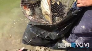 Шикарная рыбалка на сазана ФУРМАНОВКА 25.09.2017