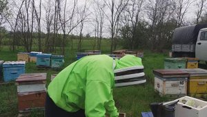 Работаем с остатками семей (хвостами)  после продажи пчелопакетов.
