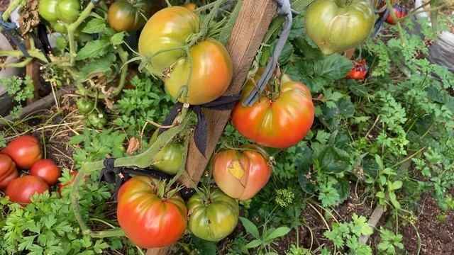 Пудовик и Королева ночи из пасынков, мой эксперимент. смотреть онлайн