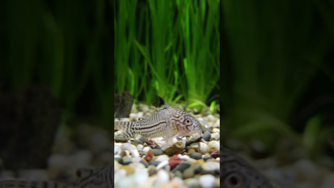 Вот так моргают аквариумные рыбки ))) смотреть онлайн