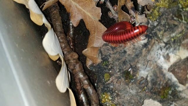 Мои мокрички и кивсячки. Содержание.#мокрицы #тропическиемокрицы#кивсяки смотреть онлайн