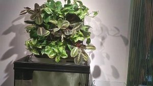 Фитофильтр за 15 минут. Вертикальное озеленение