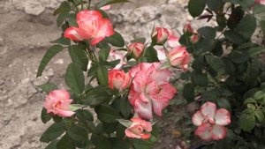 роза коретта скот кинг- питомник роз полины козловой rozarium.biz.   rose Coretta Scott king