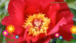 Пион ито Скарлет Хевэн. Краткий обзор, описание характеристик paeonia itoh Scarlet Heaven