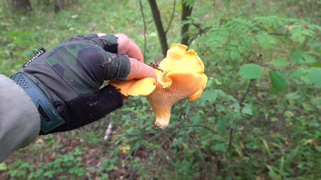 По грибы 2023! Разнообразные подосиновики! смотреть онлайн