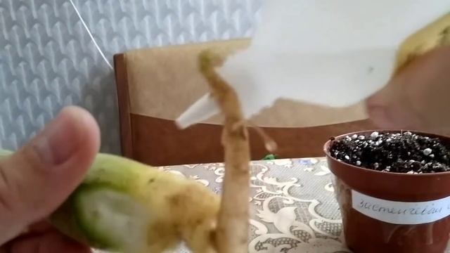 Корневая гниль у моих Адениумах - часть 2. смотреть онлайн