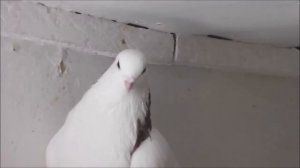 Красногривые Катомина Александра (версия 20_19)