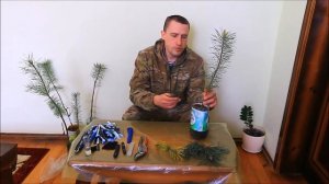 Прививка сосны в домашних условиях
