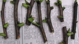 Как вырастить пионы из черенков