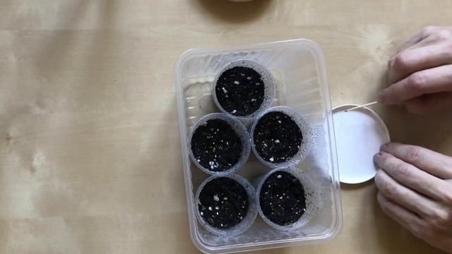 Дихондра выращивание из семян