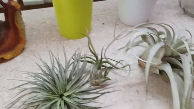 Оазис без прикрас. Обзор ноябрь 2022 часть2. смотреть онлайн