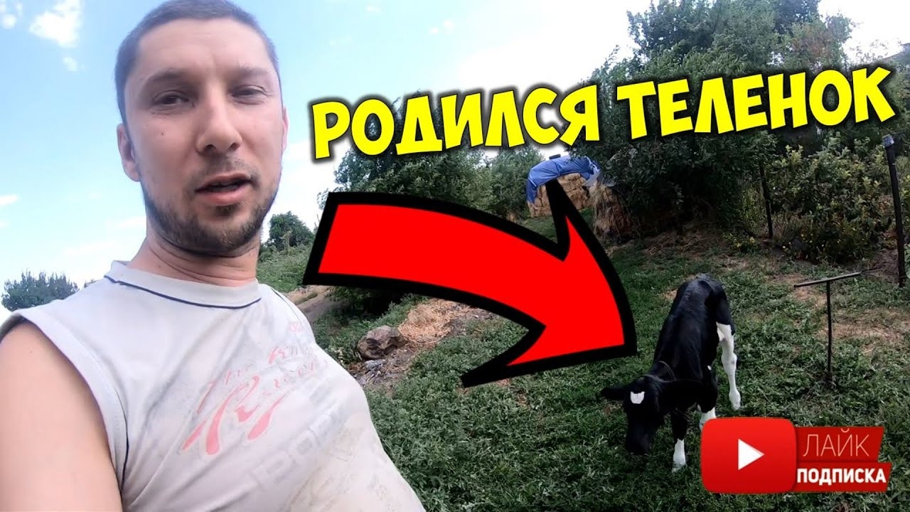 Телёнок и корова. У нас родился очень крупный телёнок бычок 🐂 Какой вес телёнка