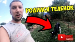 Телёнок и корова. У нас родился очень крупный телёнок бычок 🐂 Какой вес телёнка