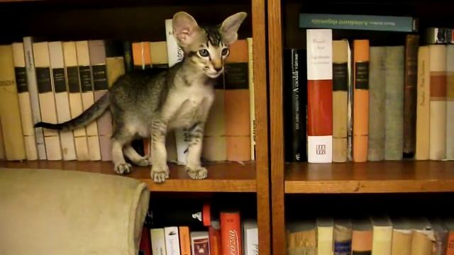 Imladris Indil Ludovico Sforza 2.) смотреть онлайн