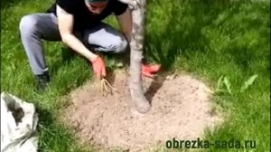 Уход за садовыми деревьями, кустарниками, цветами, газоном на дачных участках. Услуги садовников.
