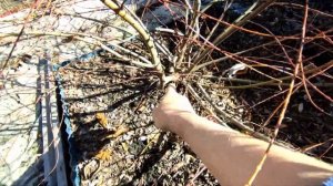 Ива Хакуро Нишики?Обрезаю низко для плотного каркаса?05.04.2023