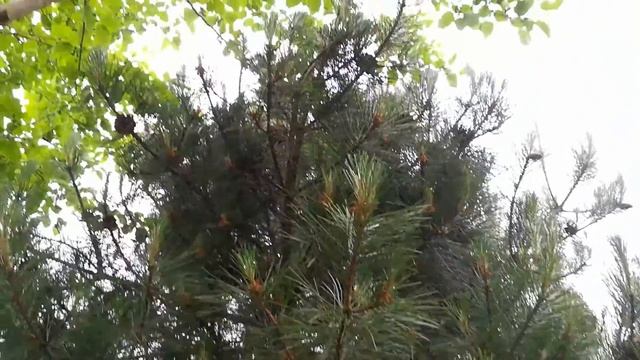 Шишки Видовой, Сосна Крымская Крупная, Для Сада, Украшения, Игрушек. смотреть онлайн