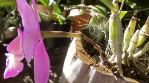 Цветение Каттлей и Дендробиумов. Каттлея Валькериана, Уход. C. Walkeriana, Den. Regal Hilda Rocksta