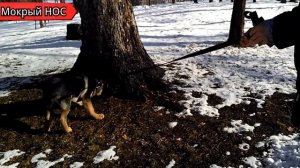 МАЛХОВЕР - метис ротвейлера с немецкой овчаркой. Мокрый нос