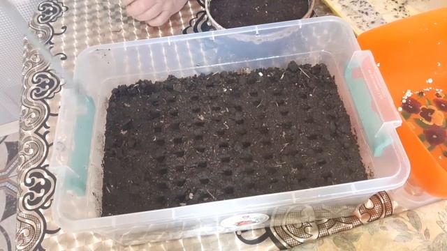 Все о лаванде. Посадка семян лаванды после стратификации смотреть онлайн