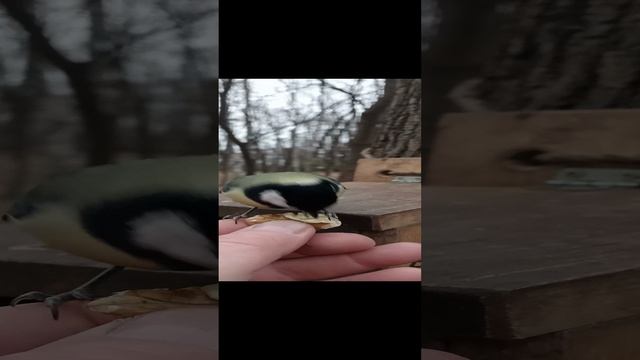 Ещё про синиц