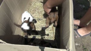 НОВОРОЖДЕННЫЕ КАМЕРУНСКИЕ КОЗЛЯТА
