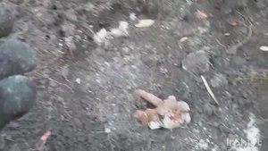 Посадка пиона осенью с проросшими почками!