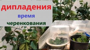 Дипладения время черенковать.