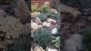 Хвойный миксбордер