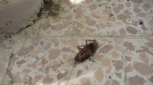 Египетские тараканы! / Cockroaches, Egypt / www.rusturbaza.ru
