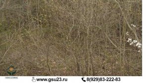 Стоит ли покупать заросший участок?