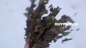 Рацион питания Карликовых Камерунских Коз от Питомника МороЗоо ( Morozoo.ru )