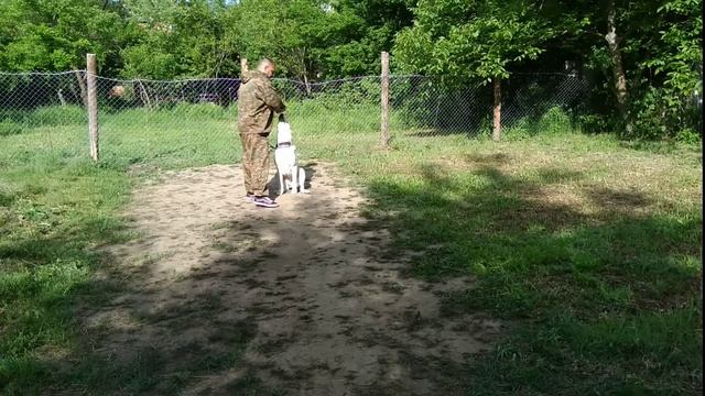 Как правильно дрессировать Алабая!