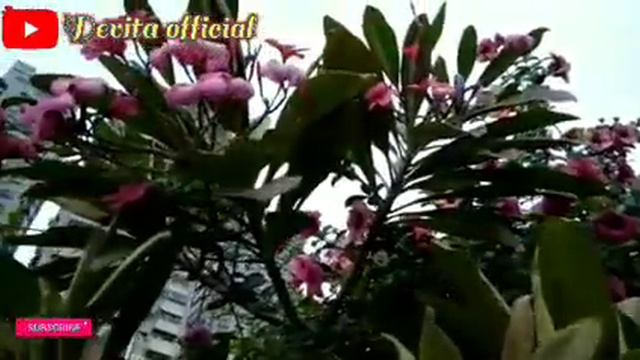 Si Cantik Bunga Alamanda Ungu, Kamboja Pink vs Petunia смотреть онлайн