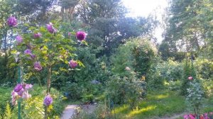 Александр Блок. Ты, как отзвук забытого гимна... 28 марта 1914