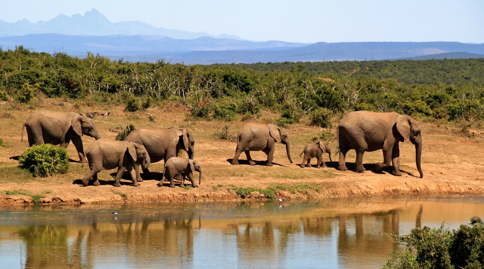 Национальный парк Крюгера, Южная Африка слоны