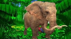 Футаж: Восход солнца.  Слон, попугай и волшебный очаровывающий мир азиатских джунглей. Jungle.