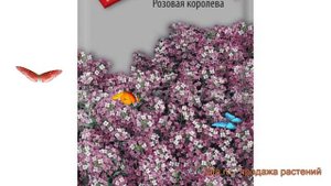 Алиссум обыкновенная Розовая королева ? обзор: как сажать, семена алиссума Розовая королева
