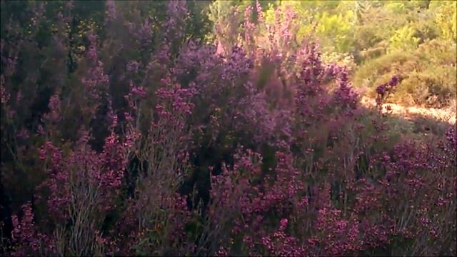 Pollen collention from Heather / Συλλογή γύρης στο Ρείκι (Ερείκη,Erica Arborea) смотреть онлайн
